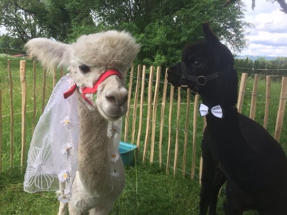 alpaka-hochzeitsfeier tuttlingen