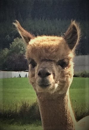 alpakawanderung tuttlingen